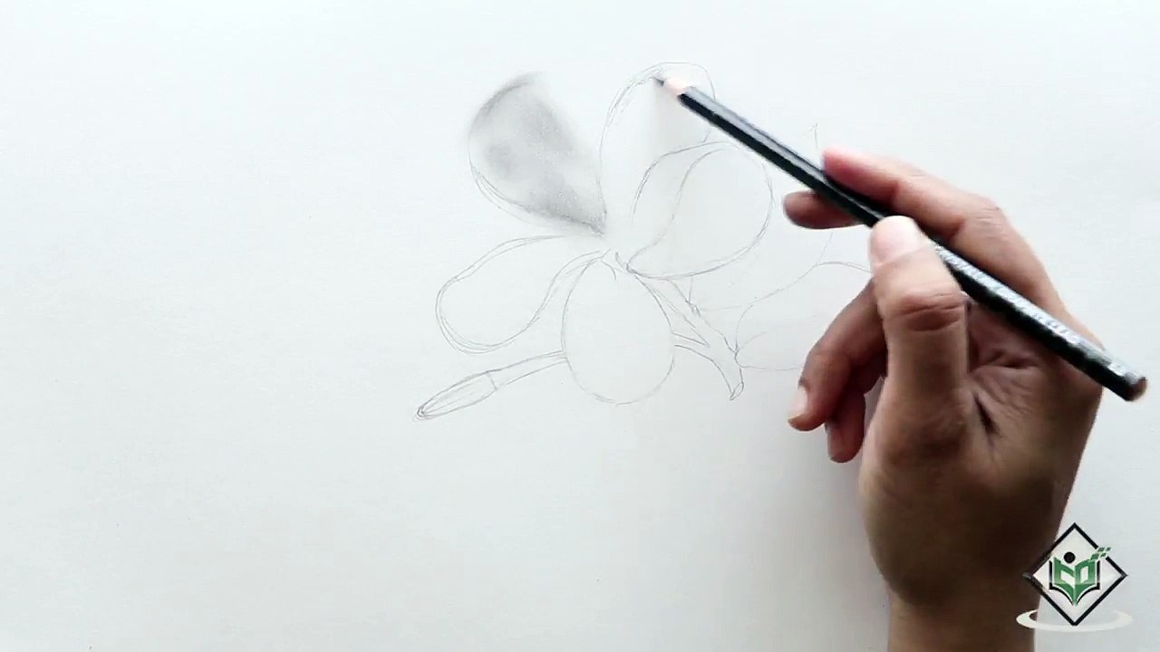 Easy Sketch of Jasmine Flower