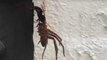 Spider Wasp Drags Away Paralysed Huntsman Spider