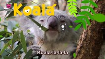 Koala Lalala _ Koala _ Animal Songs _ Pinkfong Songs for