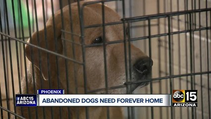 Valley rescue hoping to find homes for five dogs in 24 hours