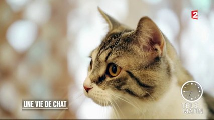 Carré VIP - « Kedi - des chats et des hommes » de Ceyda Torun