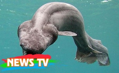 Các loài cá tiền sử khổng lồ vẫn sống đến nay