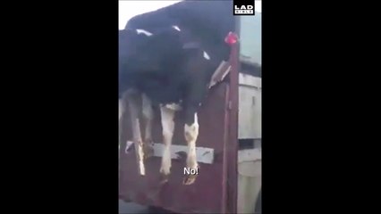 Quand tes vaches veulent se barrer du camion! Liberté!!!!!!