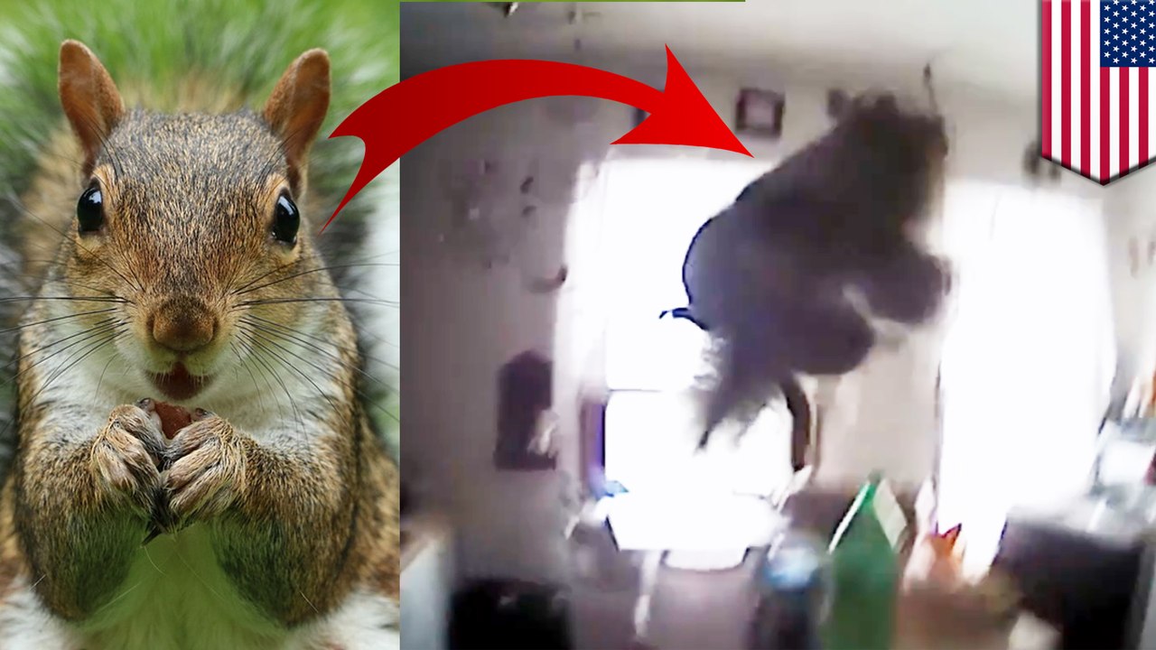 Home-invading ninja squirrel attacks two cops