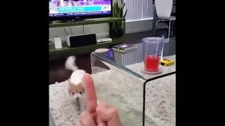 Dog Hates Being Flipped Off - Dog Really Hates Middle Finger