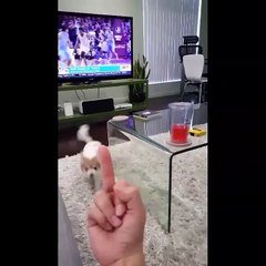 Dog Hates Being Flipped Off - Dog Really Hates Middle Finger