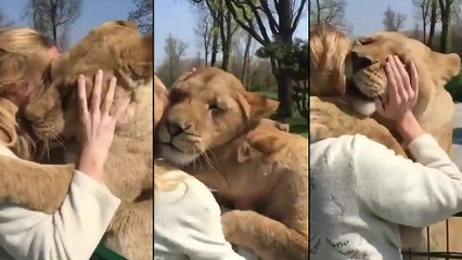 Un lion rencontre la femme qui l'avait soigné lorsqu'il était bébé