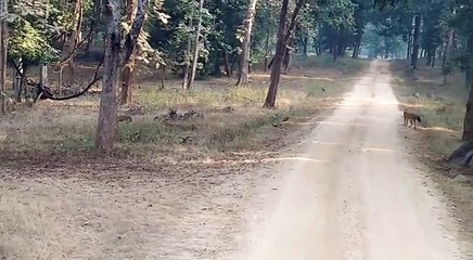 Rare Footage of Jackals in the Jungles of Pench
