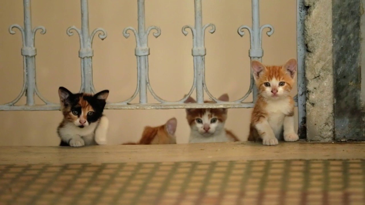 Avec le documentaire "Kedi", la vie des chats d'Istanbul se raconte au cinéma