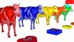 Learn Color Cow Cow Learn Shapes Animals W Cartoon Nursery Rhymes Song for Kids