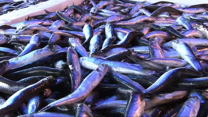 Hamsi Gürcistan’dan geldi, fiyatı 7,5 TL'ye düştü