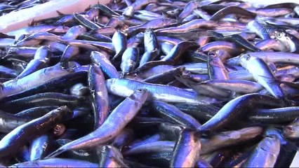 Hamsi Gürcistan'dan Geldi, Fiyatı 7,5 TL'ye Düştü