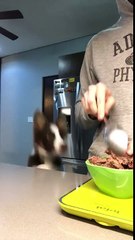 Ce chien saute d'envie de manger à hauteur d'homme !