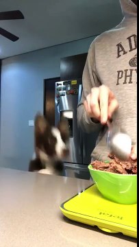 Ce chien saute d'envie de manger à hauteur d'homme !