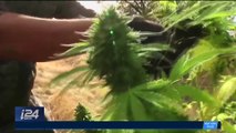 Californie : les réactions après la légalisation du cannabis