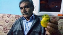 Muhabbet kuşu değil limon