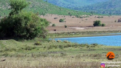 Lions Hunt Pregnant Wildebeest and Pull the Baby Out! - Latest Sightings Pty Ltd