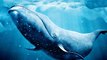 Animal Planet - Whales Evolution (Evolution of cetaceans)