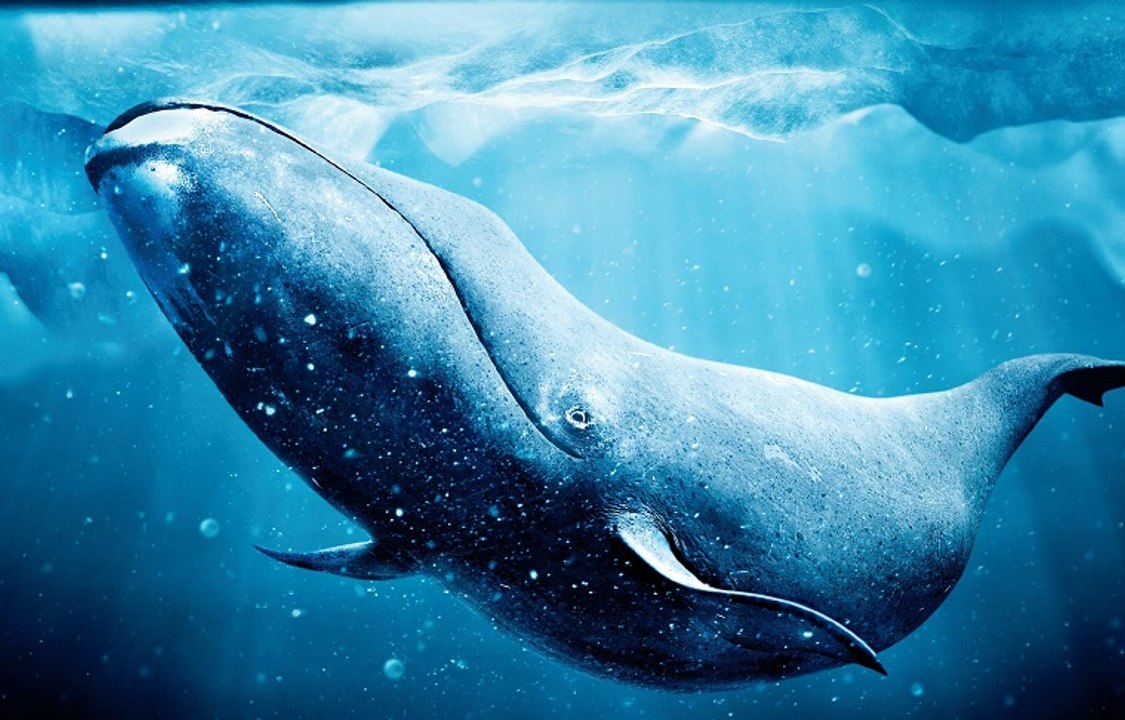 Animal Planet - Whales Evolution (Evolution of cetaceans)