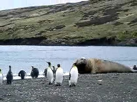 Eléphants de mer aux îles Crozet