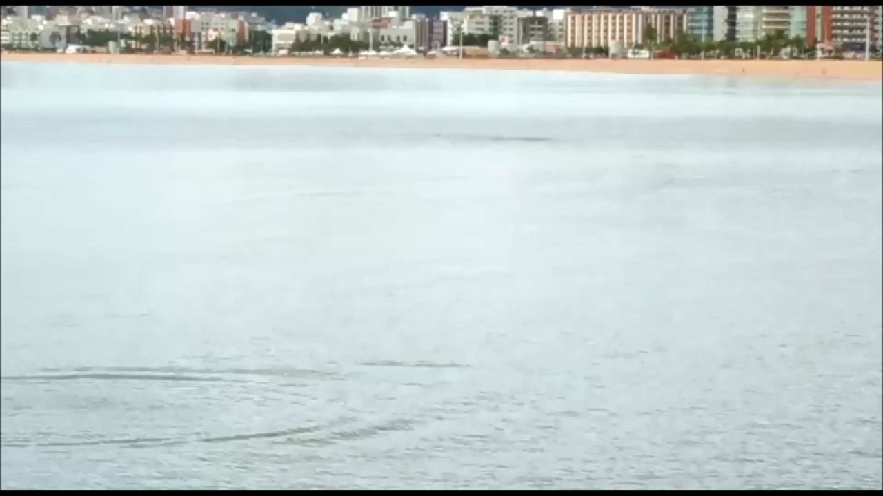 Internauta registra golfinhos no mar de Camburi