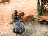 Animal Chasing - Emu chasing a Pidgin at London Zoo Amazing Video