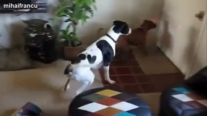 Funny Dogs Chasing Laser Pointers Compilation 2018 Funny Whatsapp Video