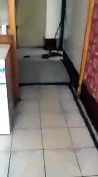 Mouse chasing the cat, Mouse Chasing, Funny Animal Chasing Videos 2018