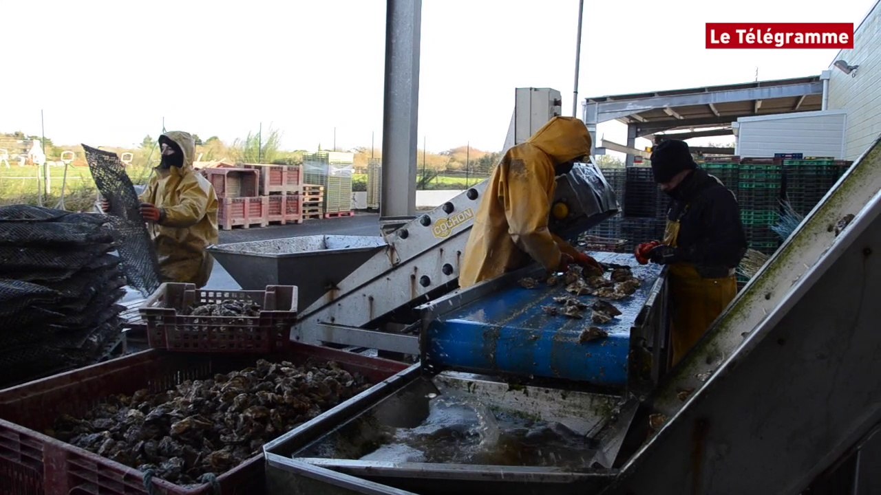 Ostréiculture. À Combrit, l'huître à la fête