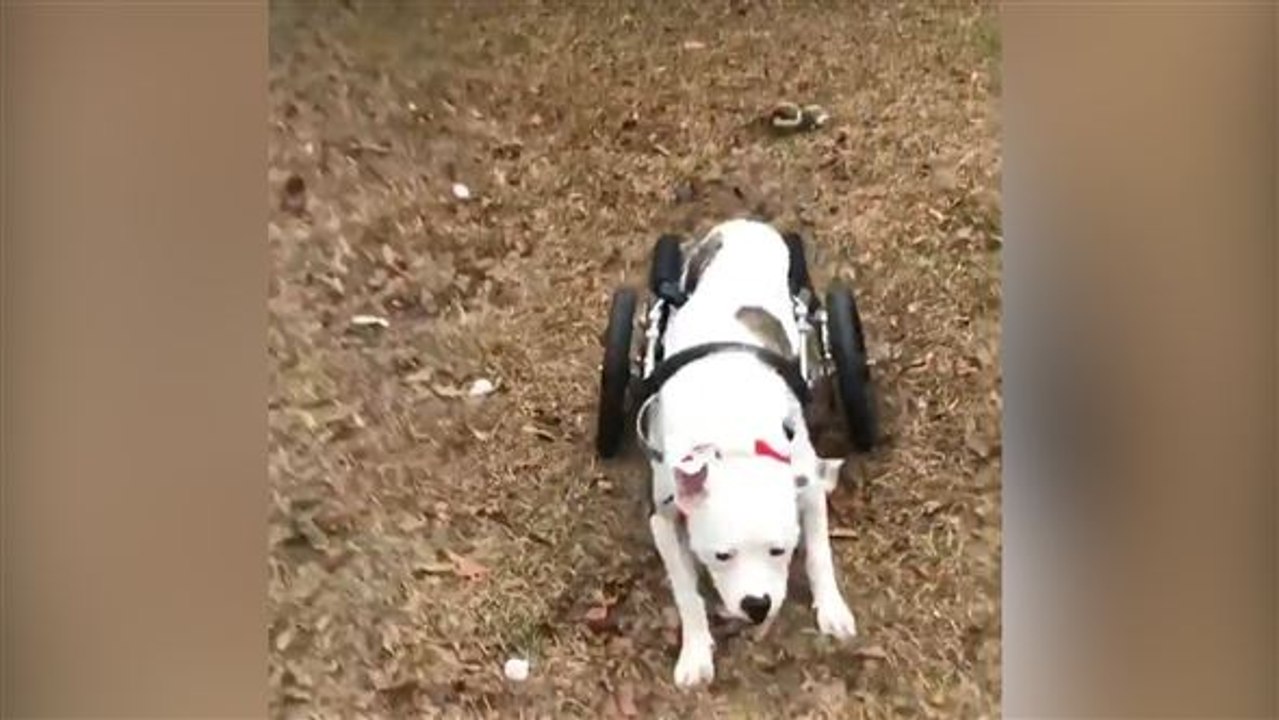 'Kleine Schritte führen zum Erfolg': Hund mit Rollstuhl