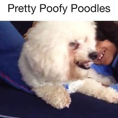 Pretty And Poofy Poodles