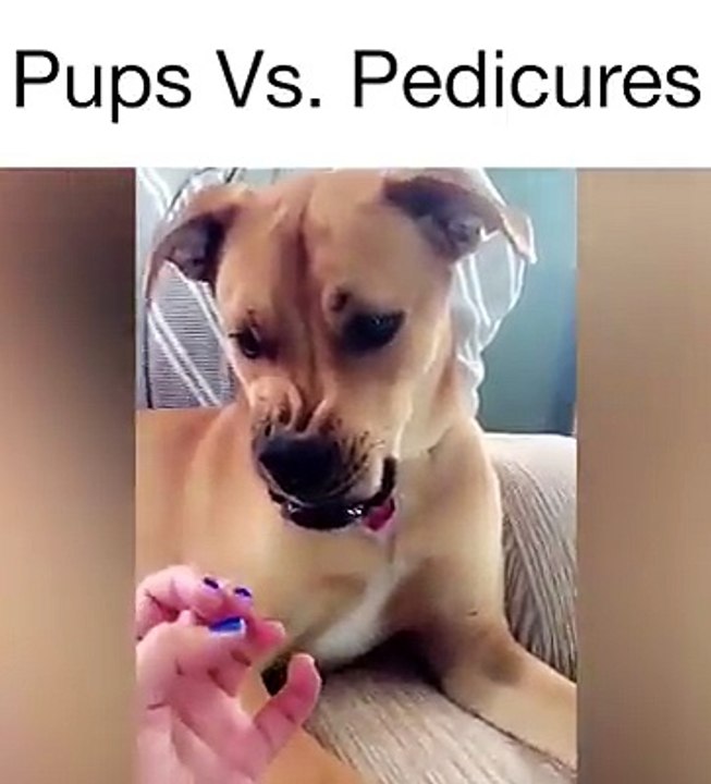 Pups Vs. Pedicures