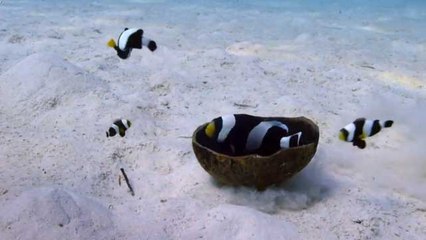 Semerli Palyaço Balıklarının Yuva Yapma Çabası