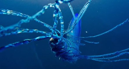 Ölümcül Güzellik | Fizalya Denizanası