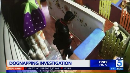 Family Says Groomer Gave Their Dog Away