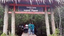 WISATA HUTAN MANGROVE DI REMBANG #JEMBATAN MERAH