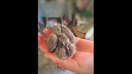 Doğaya salınan kuşun sonu - End of birds released into nature