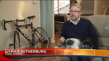 Dog Owner Issues Warning After Chihuahua Chokes on Popular Treat