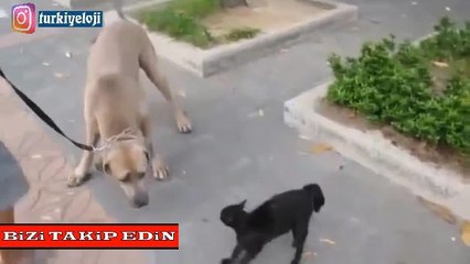 Yavrusu İçin Dev Köpeğe Saldıran Kedi