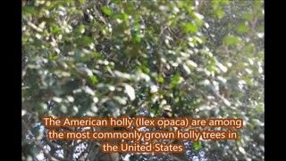 About  American Hollies in Pictures and Videos     BY HHFarm
