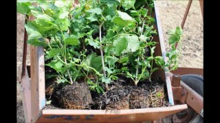 American Cranberry Viburnums       Getting Planted