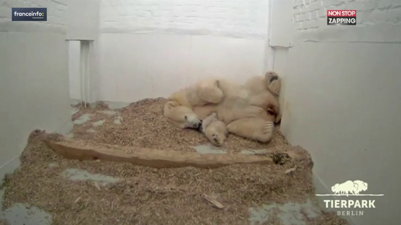 Berlin : L’ourson polaire du zoo a ouvert les yeux pour la première fois (Vidéo)