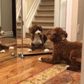 Mirror Hilarious Sends Confused Pup Into Tailspin