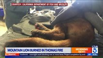 Mountain Lion Cub Being Treated With Fish Skin After Burning Paws in Thomas Fire