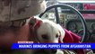 Marines Raising Money to Bring Afghan Puppies Home from Deployment