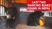 World Animal Protection rescues last two "dancing bears" in Nepal