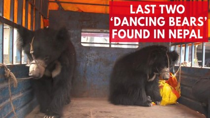 World Animal Protection rescues last two "dancing bears" in Nepal