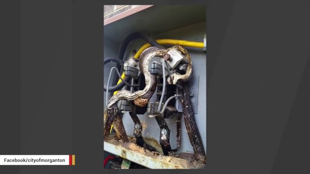 Voilà ce qui se passe quand un gros serpent entre dans un transformateur electrique... Grillade