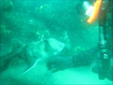 Ce requin vient demander de l'aide à des plongeurs pour enlever l'hameçon qu'il a dans la bouche