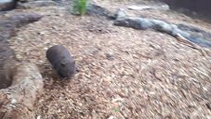 Tiny Wombat Does 'Zoomies' in Her Pen